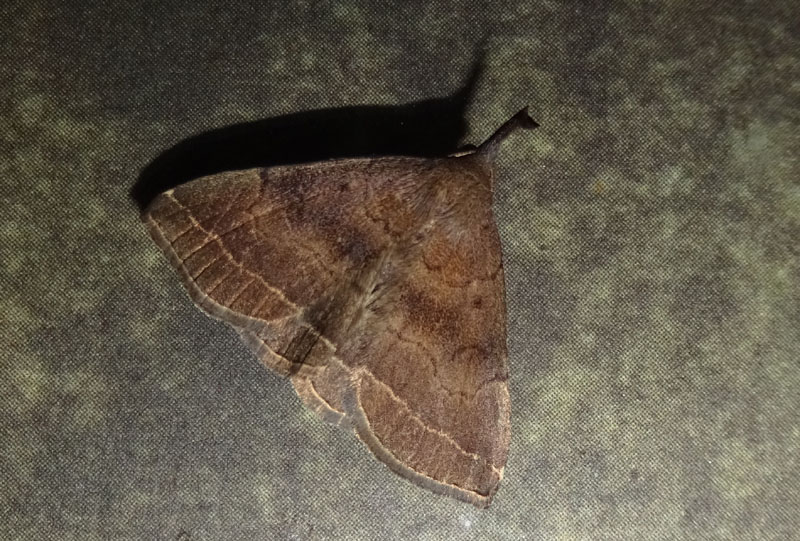 Pechipogo plumigeralis - Erebidae